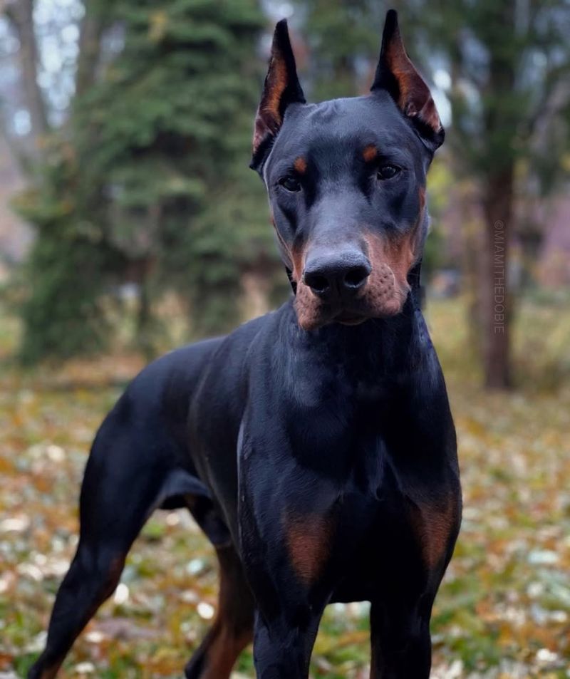 Scorpio - Doberman Pinscher