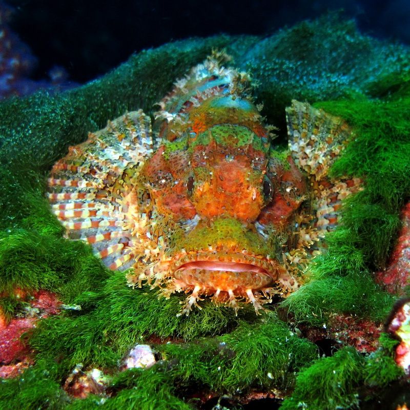 Scorpionfish