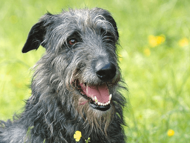 Scottish Deerhound