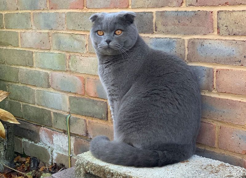 Scottish Fold