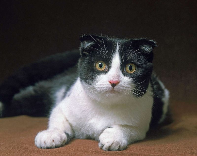 Scottish Fold