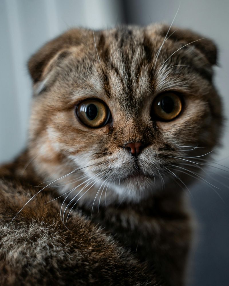 Scottish Fold