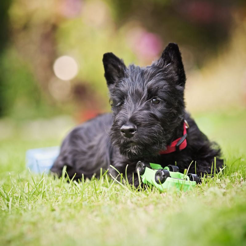 Scottish Terrier