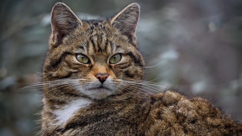 Scottish Wildcat