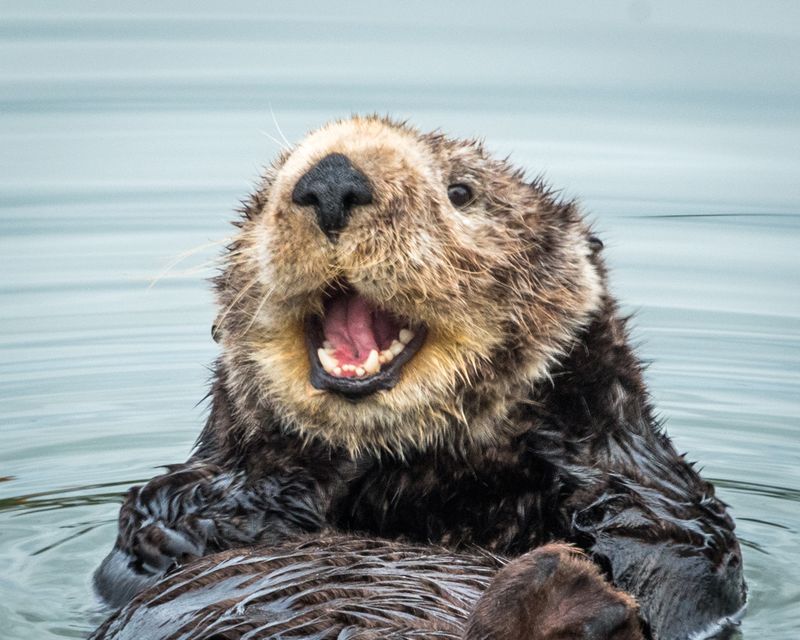 Sea Otter