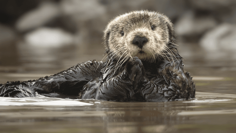 Sea Otter