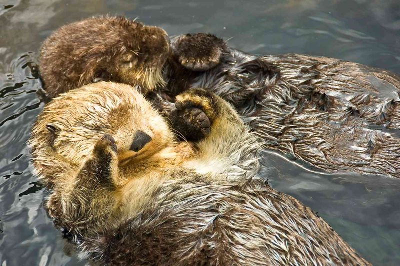 Sea Otters' Unique Sleeping Habits