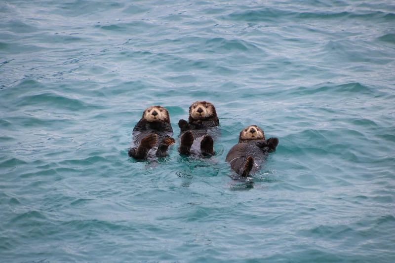 Sea Otters' Social Structures