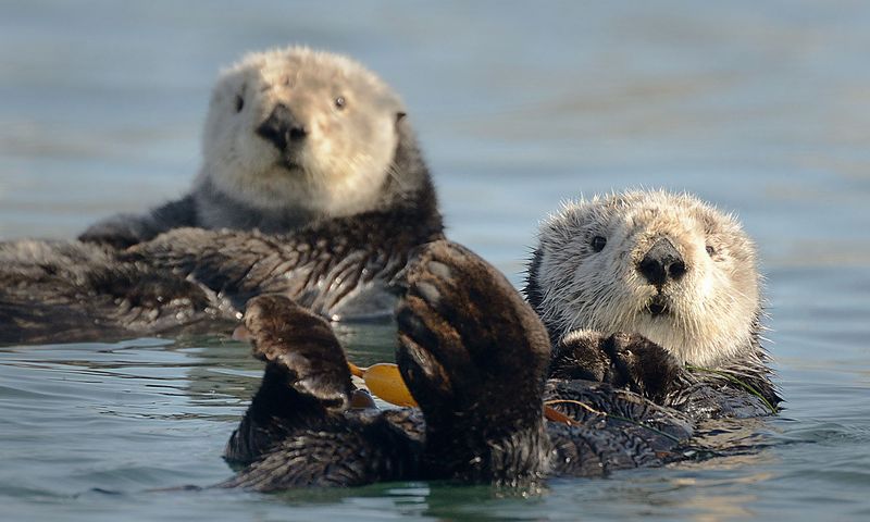 Sea Otters