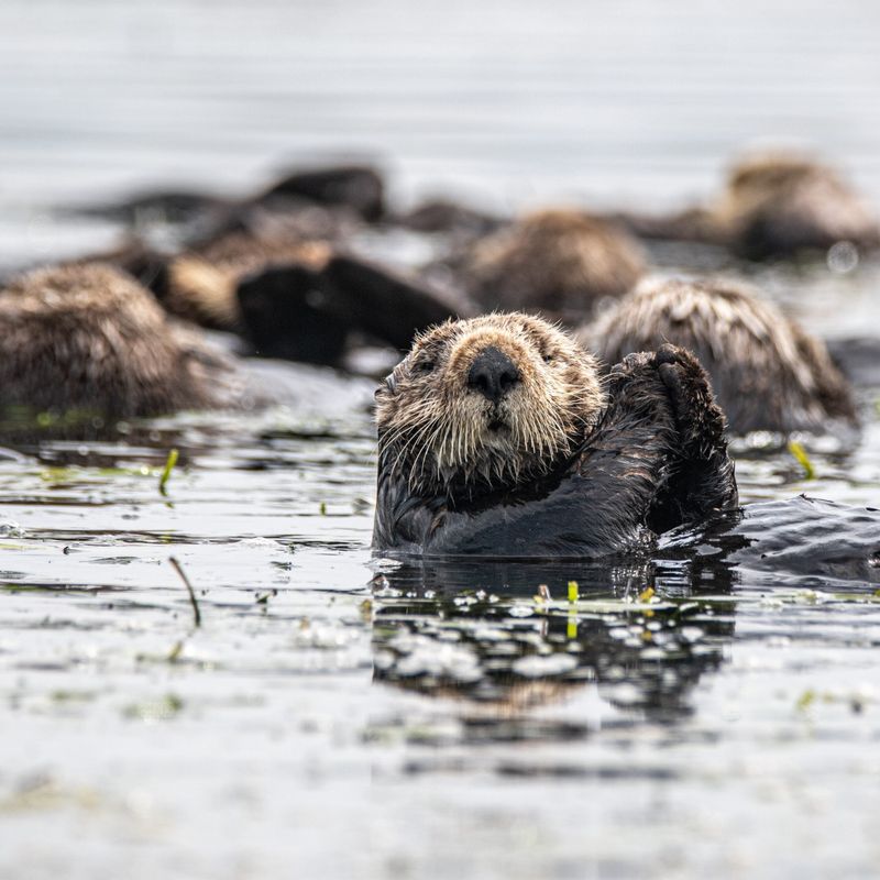 Sea Otters Have Built-in Pockets