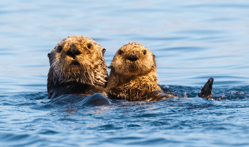 Sea Otters Have Excellent Vision