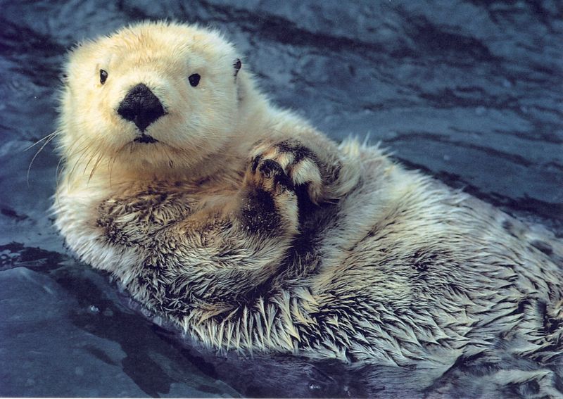 Sea Otters Have the Densest Fur in the Animal Kingdom