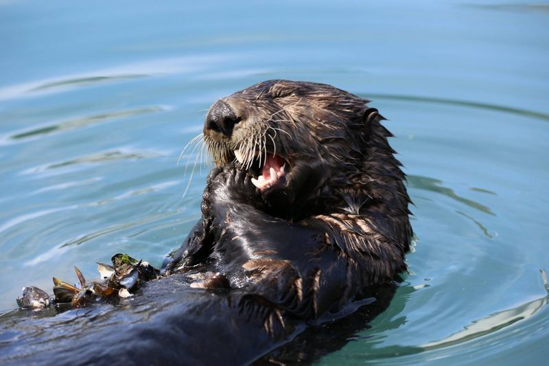 Sea Otters Spend Most of Their Lives in Water