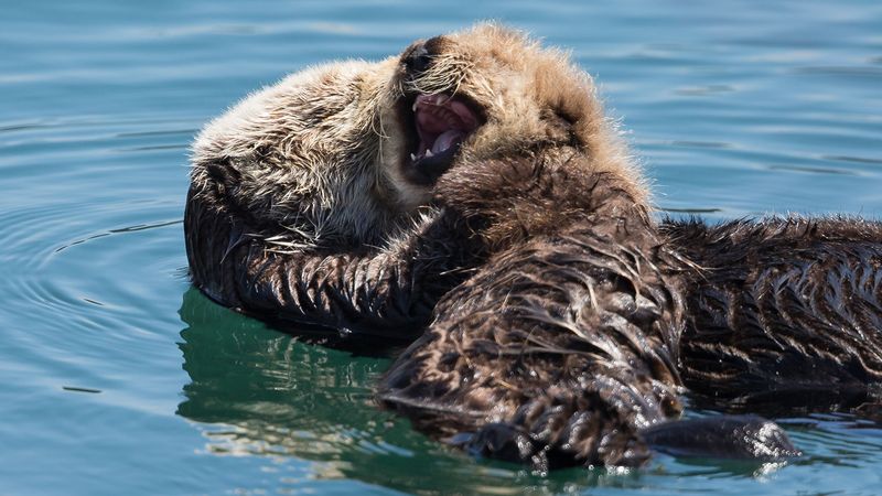 Sea Otters are Protected by Law