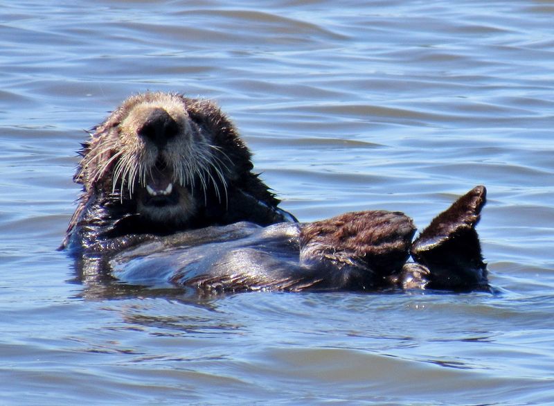 Sea Otters are a Keystone Species