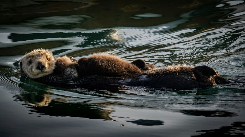 Sea Otters have High Metabolic Rates