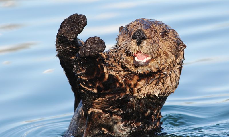 Sea Otters' Playful Nature