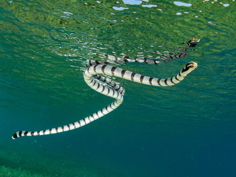 Sea Snake