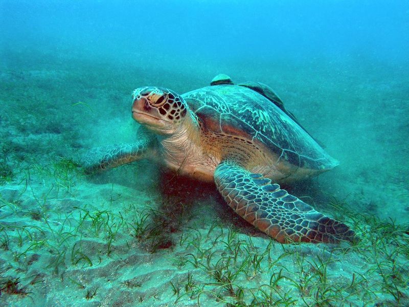 Sea Turtle