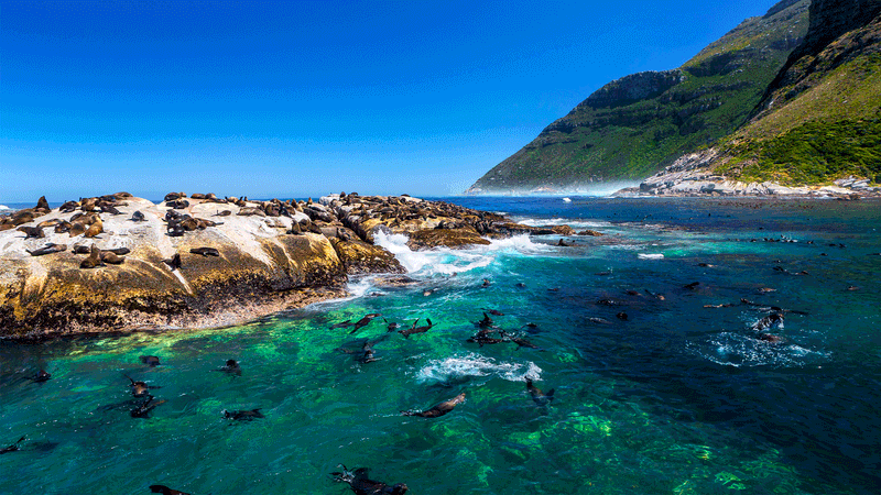 Seal Island, South Africa