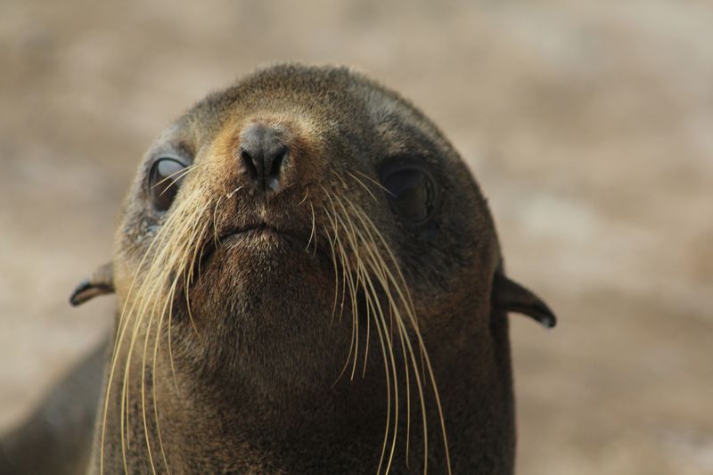 Seal's Whiskers