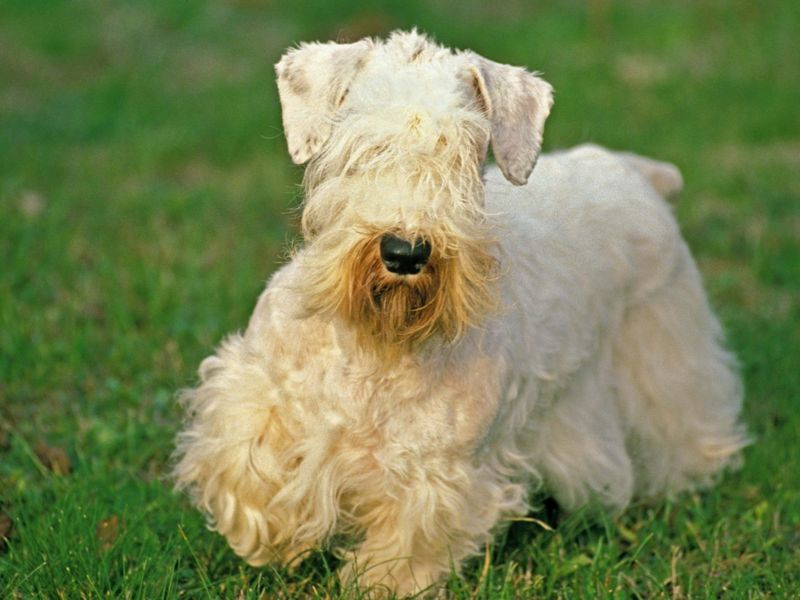 Sealyham Terrier