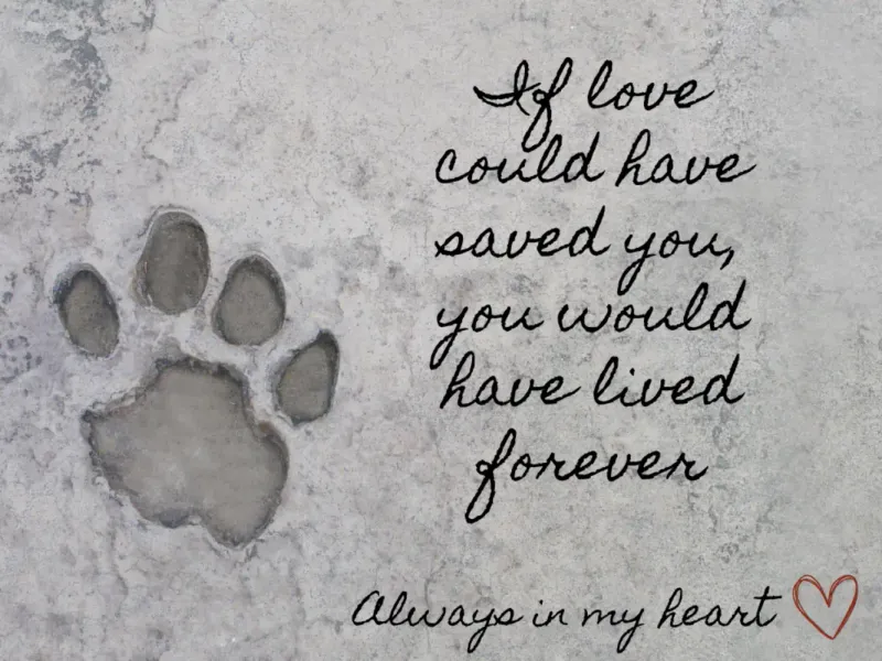 Seeking Pet Loss Support Groups