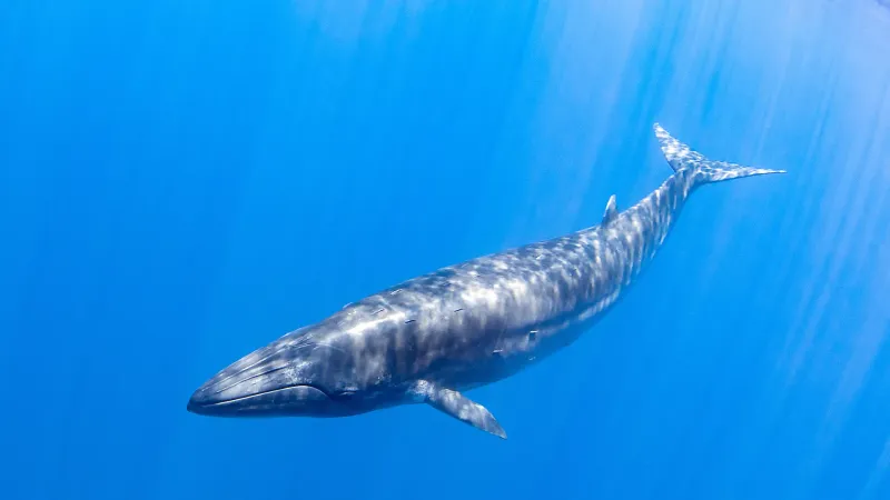 Sei Whale