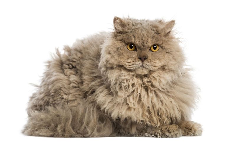 Selkirk Rex Longhair