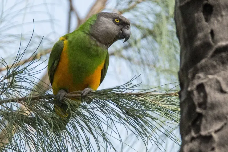 Senegal Parrot