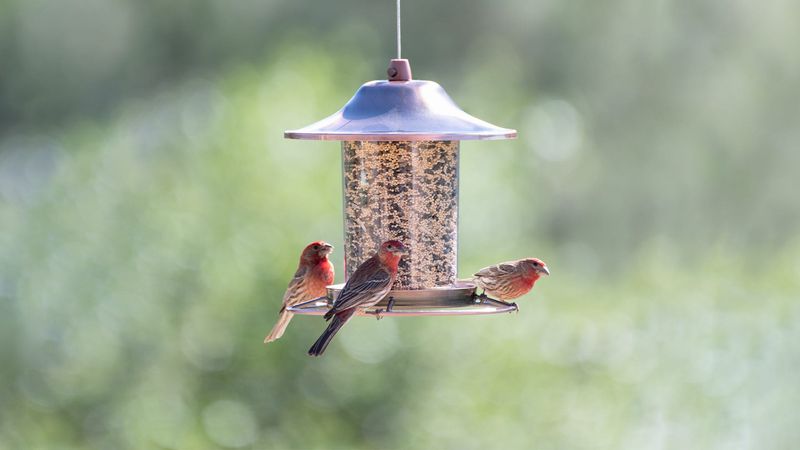 Set Up Bird Feeders