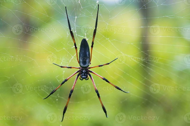 Seychelles Black Widow