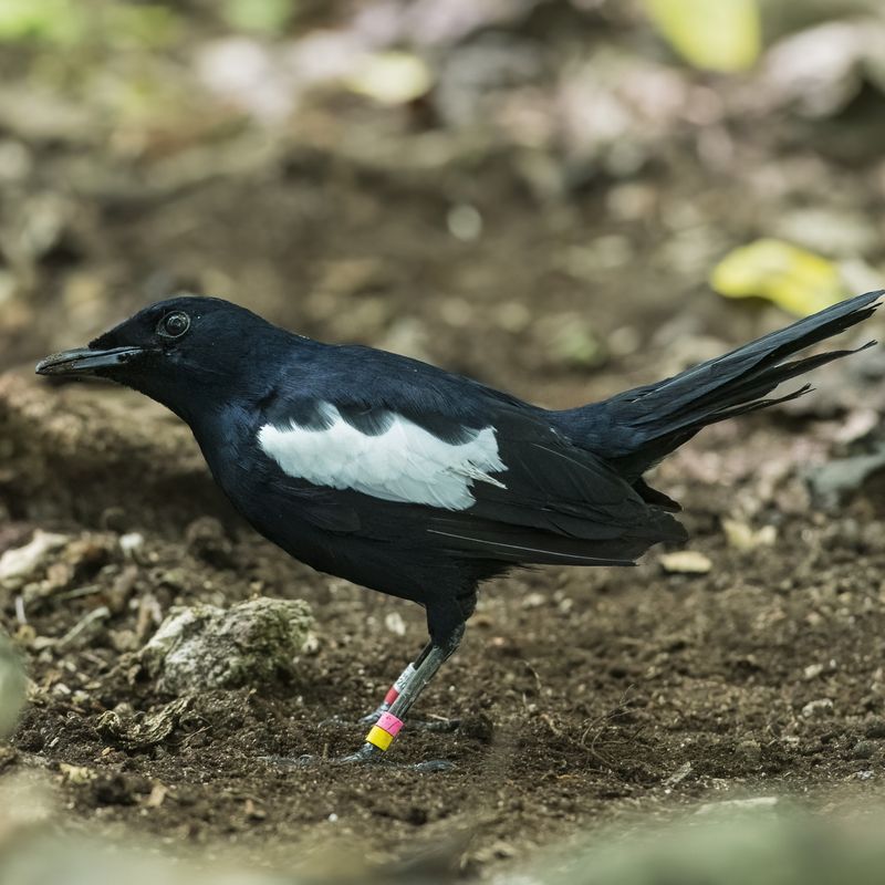 Seychelles Magpie-Robin