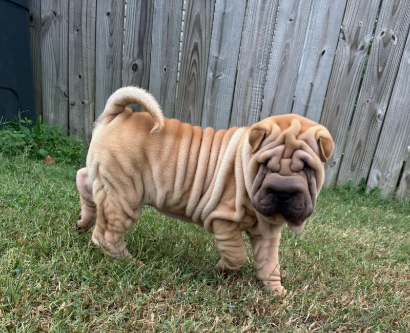 Shar Pei