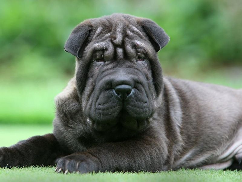 Shar Pei