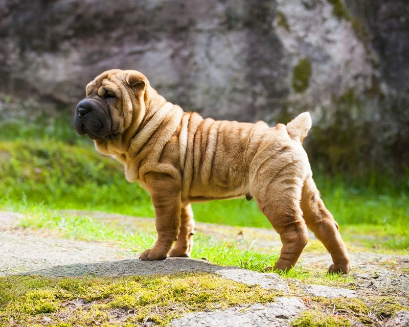 Shar Pei