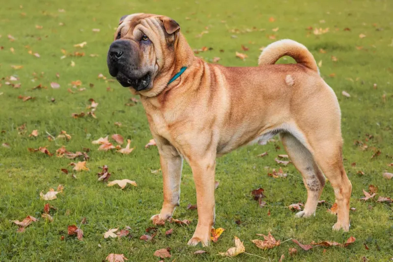 Shar Pei