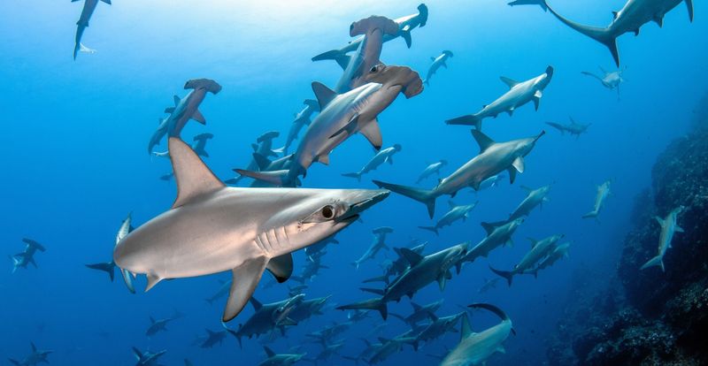 Sharks