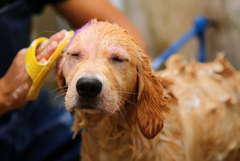 Shedding and Grooming