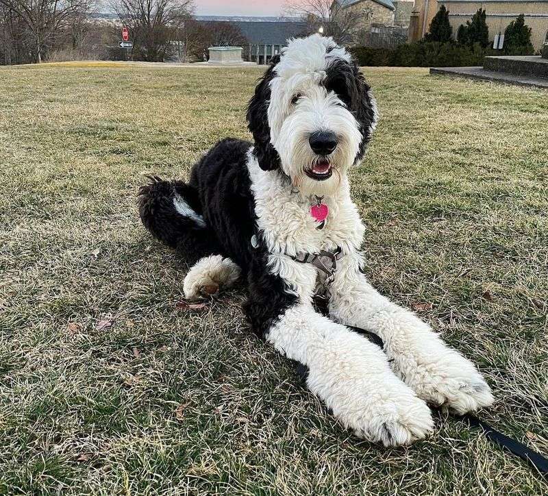 Sheepadoodle