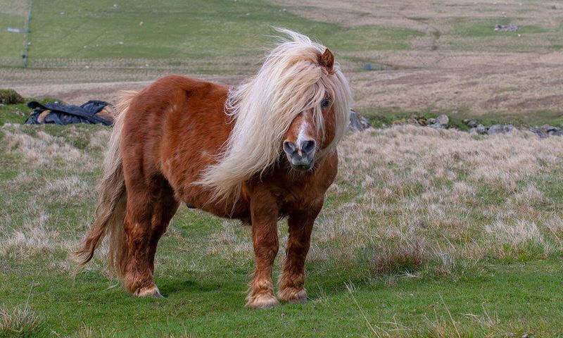 Shetland Pony