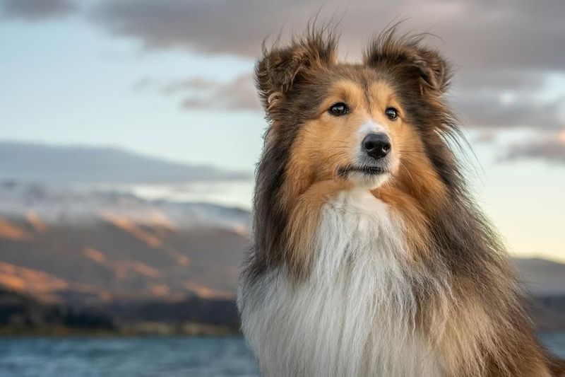 Shetland Sheepdog