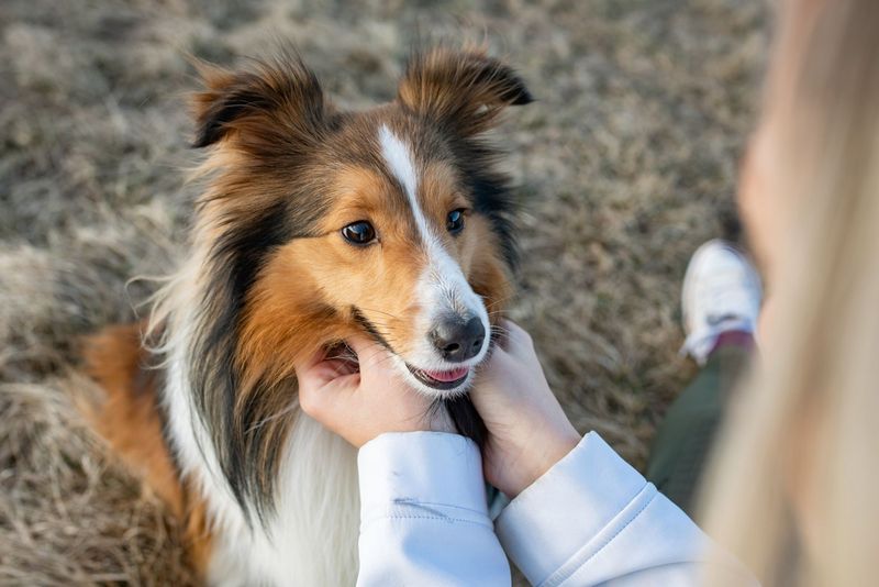 Shetland Sheepdog