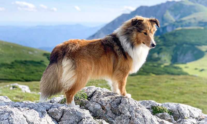 Shetland Sheepdog