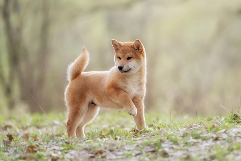 Shiba Inu