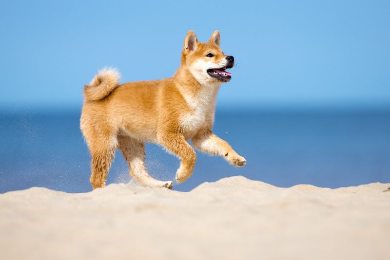 Shiba Inu