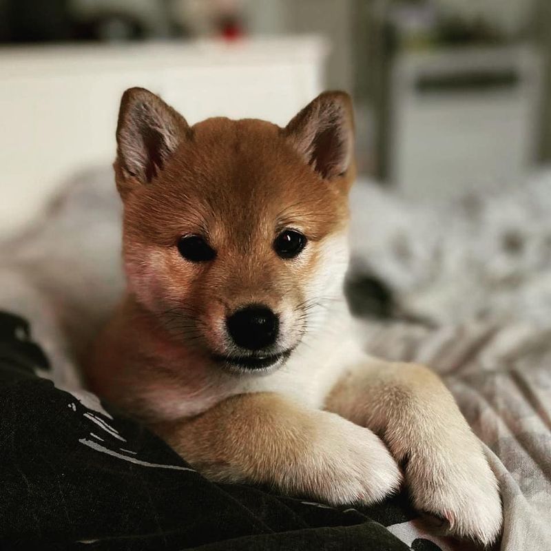 Shiba Inu