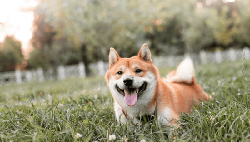 Shiba Inu