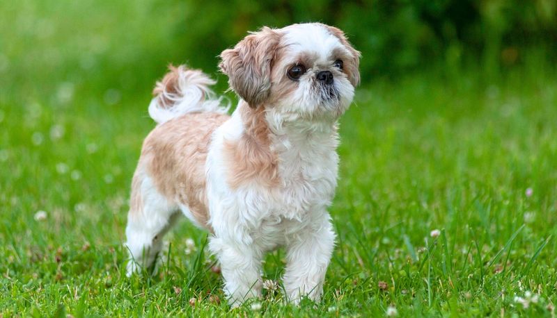 Shih Tzu