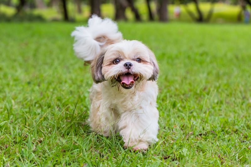 Shih Tzu